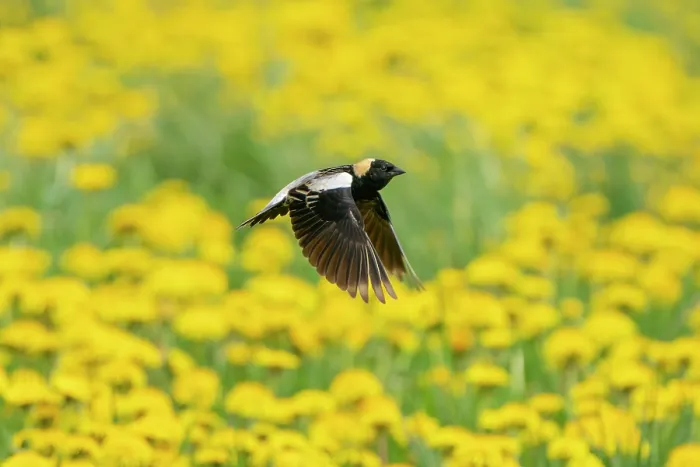 Framed Print : Bobolink (Dolichonyx oryzivorus) male, in flight over Dandelion (Taraxacum sp.) flowers in a meadow, New York, USA. May Framed Print : Bobolink (Dolichonyx oryzivorus) male, in flight over Dandelion (Taraxacum sp.) flowers in a meadow, New York, USA. May