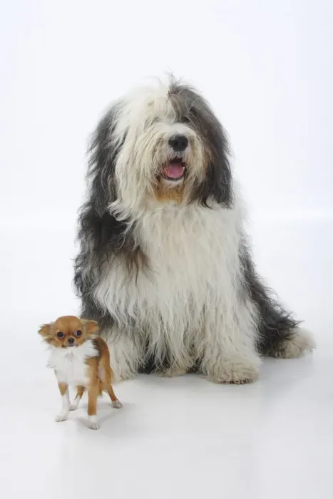 Framed Print : Bobtail / Old English Sheepdog, sitting alongside a longhaired Chihuahua, tan Framed Print : Bobtail / Old English Sheepdog, sitting alongside a longhaired Chihuahua, tan
