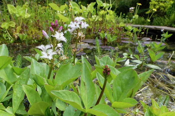Framed Print : Bog bean (Menyanthes trifoliata) flowering in a garden pond, Wiltshire, England, UK. May Framed Print : Bog bean (Menyanthes trifoliata) flowering in a garden pond, Wiltshire, England, UK. May
