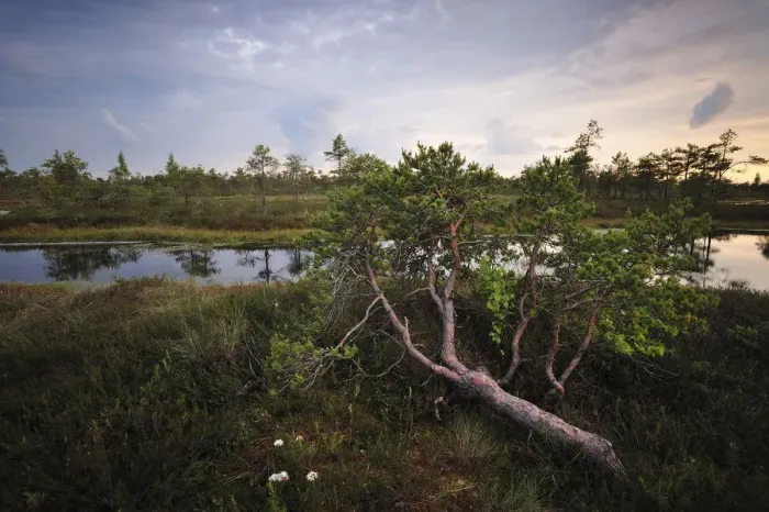 Framed Print : Bog forest, Kemeri National Park, Latvia, June 2009 Framed Print : Bog forest, Kemeri National Park, Latvia, June 2009