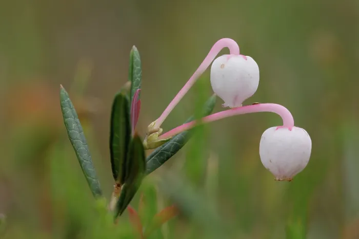 Framed Print : Bog rosemary (Andromeda polifolia) in flower, Saariselka, Finland. June Framed Print : Bog rosemary (Andromeda polifolia) in flower, Saariselka, Finland. June