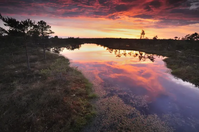 Framed Print : Bog at sunset, Kemeri National Park, Latvia, June 2009 Framed Print : Bog at sunset, Kemeri National Park, Latvia, June 2009