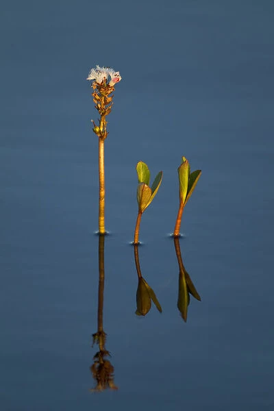 Bogbean  /  Buckbean (Menyanthes trifoliata) in flower in bog pool, Flow Country, Sutherland