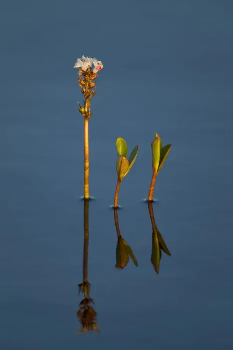 Framed Print : Bogbean / Buckbean (Menyanthes trifoliata) in flower in bog pool, Flow Country, Sutherland Framed Print : Bogbean / Buckbean (Menyanthes trifoliata) in flower in bog pool, Flow Country, Sutherland