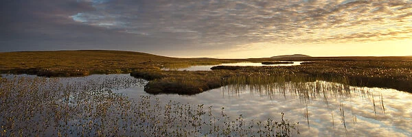 Bogbean (Menyanthes trifoliata) growing in pool on bog peatland at dawn, Flow Country