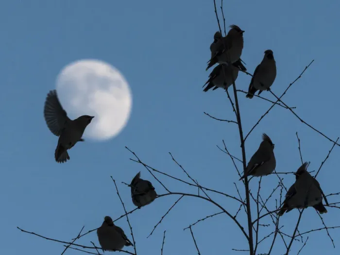 Framed Print : Bohemian waxwing (Bombycilla garrulus), flock at dusk with moon, Finland, February