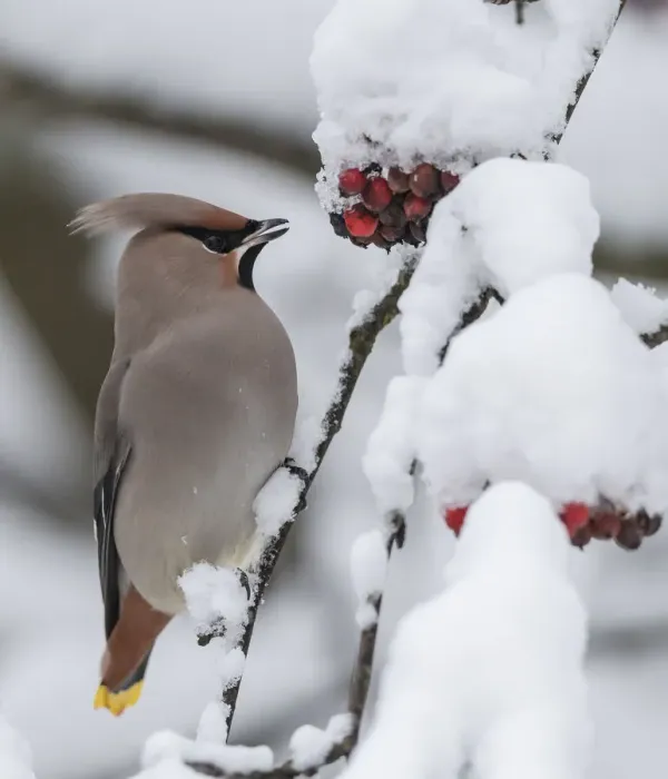 Framed Print : Bohemian waxwing (Bombycilla garrulus) feeding on snow covered Rowan (Sorbus sp) berries Framed Print : Bohemian waxwing (Bombycilla garrulus) feeding on snow covered Rowan (Sorbus sp) berries
