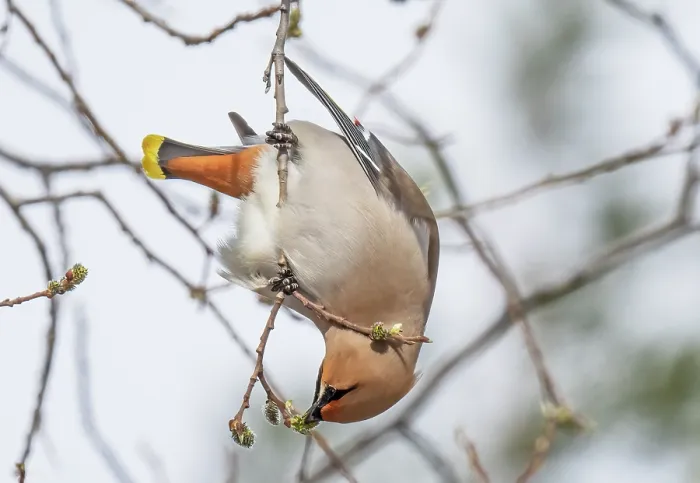 Framed Print : Bohemian waxwing (Bombycilla garrulus) looking down from a branch and feeding on willow buds, Pokka, Lapland, Finland. May Framed Print : Bohemian waxwing (Bombycilla garrulus) looking down from a branch and feeding on willow buds, Pokka, Lapland, Finland. May