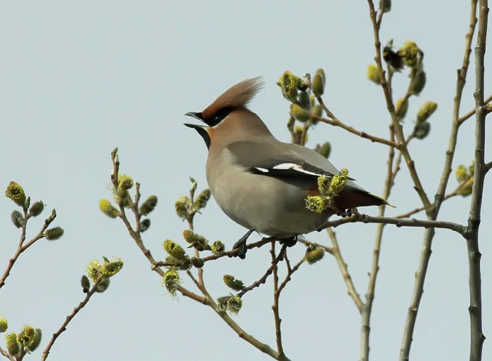 Framed Print : Bohemian waxwing (Bombycilla garrulus) male, perched in Willow (Salix sp.) tree, calling, Pokka, Finnish Lapland, Finland. May Framed Print : Bohemian waxwing (Bombycilla garrulus) male, perched in Willow (Salix sp.) tree, calling, Pokka, Finnish Lapland, Finland. May