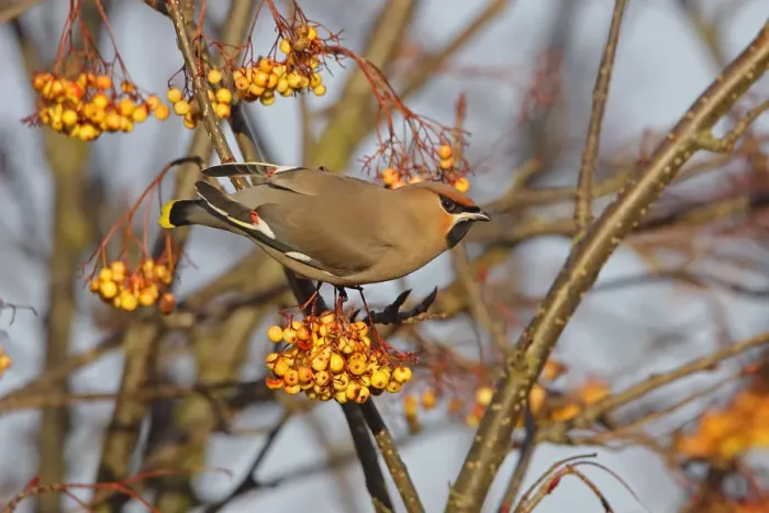 Framed Print : Bohemian waxwing (Bombycilla garrulus) perched in Rowan tree (Sorbus) with full crop Framed Print : Bohemian waxwing (Bombycilla garrulus) perched in Rowan tree (Sorbus) with full crop