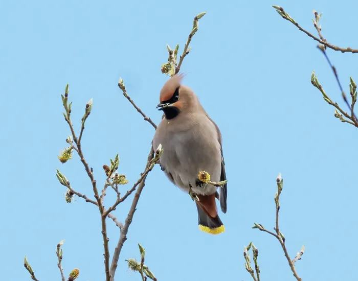 Framed Print : Bohemian waxwing (Bombycilla garrulus) perched in tree feeding on willow buds, Pokka, Lapland, Finland. May Framed Print : Bohemian waxwing (Bombycilla garrulus) perched in tree feeding on willow buds, Pokka, Lapland, Finland. May