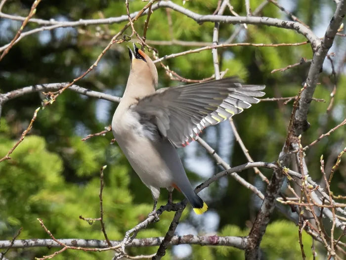 Framed Print : Bohemian waxwing (Bombycilla garrulus) perched in tree feeding on willow buds, Pokka, Lapland, Finland. May Framed Print : Bohemian waxwing (Bombycilla garrulus) perched in tree feeding on willow buds, Pokka, Lapland, Finland. May