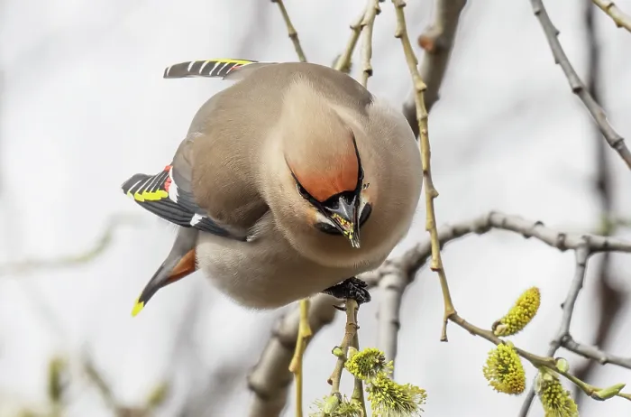 Framed Print : Bohemian waxwing (Bombycilla garrulus) perched in tree feeding on willow buds, Pokka, Lapland, Finland. May Framed Print : Bohemian waxwing (Bombycilla garrulus) perched in tree feeding on willow buds, Pokka, Lapland, Finland. May