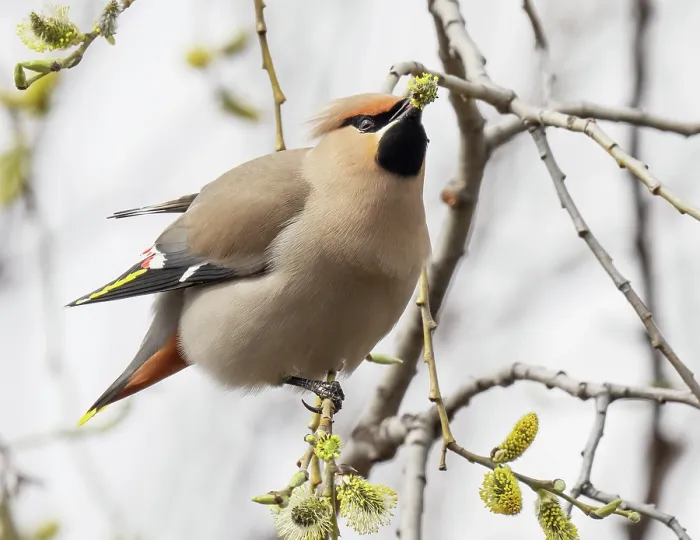 Framed Print : Bohemian waxwing (Bombycilla garrulus) perched in tree feeding on willow buds, Pokka, Lapland, Finland. May