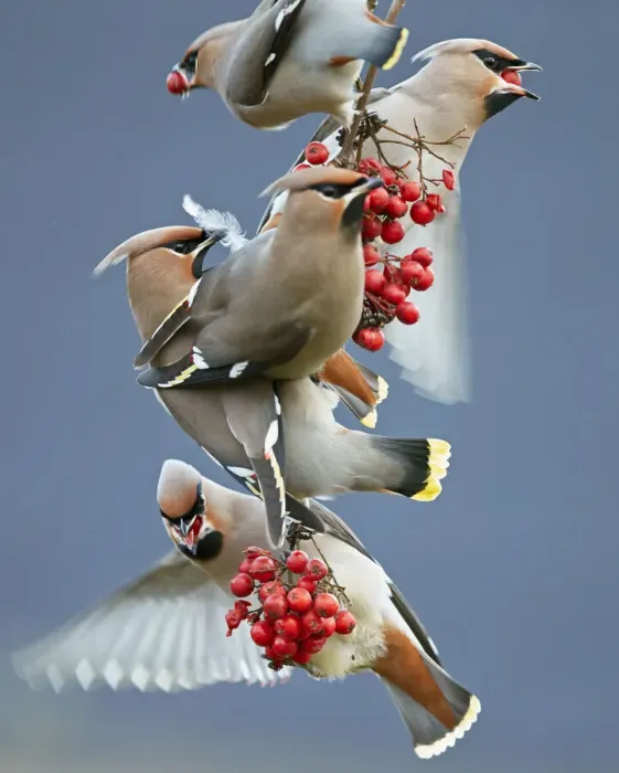 Framed Print : Bohemian waxwings (Bombycilla garrulus) feeding on berries, Uto Finland October Framed Print : Bohemian waxwings (Bombycilla garrulus) feeding on berries, Uto Finland October