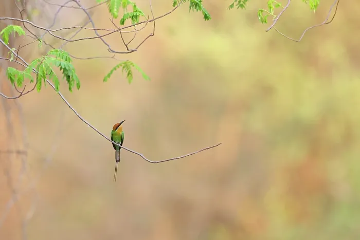 Framed Print : Böhm's bee-eater (Merops boehmi) perched on thin branch of wild Mango (Mangifera sp.) tree in riparian woodland, Thangadzi River Conservancy, Southern Malawi