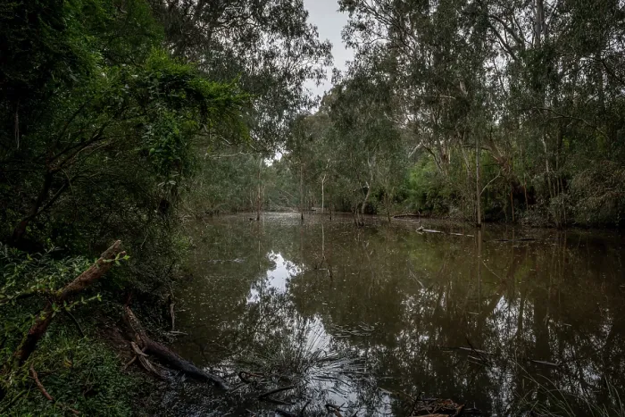 Framed Print : Bolin Bolin billabong surrounded by gum trees, Bulleen, Victoria, Australia . July, 2021