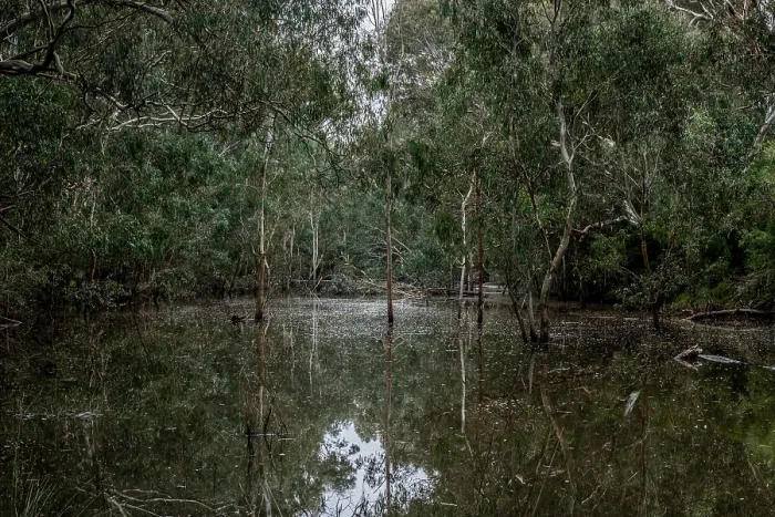 Framed Print : Bolin Bolin billabong surrounded by gum trees, Bulleen, Victoria, Australia . July, 2021