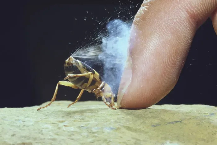 Framed Print : Bombardier Beetle (Pheropsophus jessoensis) protecting itself by ejecting a boiling Framed Print : Bombardier Beetle (Pheropsophus jessoensis) protecting itself by ejecting a boiling