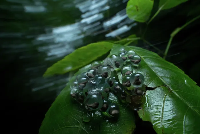 Framed Print : Bombay night frog (Nyctibatrachus humayuni) egg cluster, with tadpoles visible inside translucent eggs, on leaf, Amboli, Maharastra, India Framed Print : Bombay night frog (Nyctibatrachus humayuni) egg cluster, with tadpoles visible inside translucent eggs, on leaf, Amboli, Maharastra, India