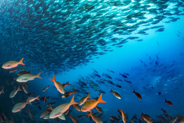 Framed Print : Bonito (Sarda orientalis) shoal swimming past the undersea base of Darwinas Arch