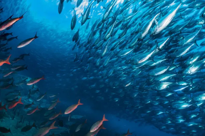 Framed Print : Bonito (Sarda orientalis) shoal swimming past the undersea base of Darwinas Arch Framed Print : Bonito (Sarda orientalis) shoal swimming past the undersea base of Darwinas Arch