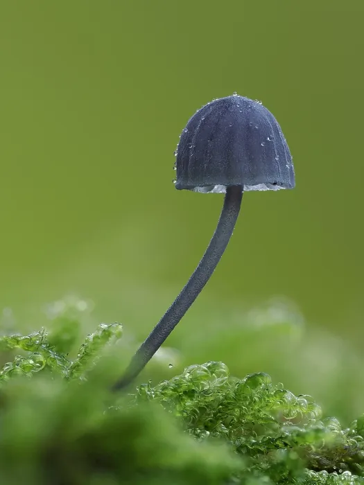 Framed Print : Bonnet fungus (Mycena pseudocorticola) saprobic fungus growing on mossy tree branch, Buckinghamshire, England, UK. October. Focus stacked Framed Print : Bonnet fungus (Mycena pseudocorticola) saprobic fungus growing on mossy tree branch, Buckinghamshire, England, UK. October. Focus stacked