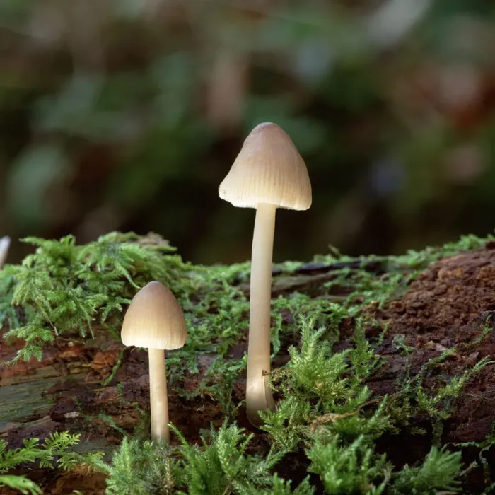 Framed Print : Bonnet mushroom fungus (Mycena sp) Clare Glen, County Armagh, Northern Ireland, UK Framed Print : Bonnet mushroom fungus (Mycena sp) Clare Glen, County Armagh, Northern Ireland, UK