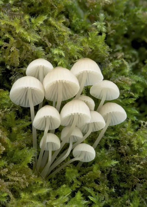 Framed Print : Bonnet mushroom (Mycena pseudocorticola) Glengarrif County Cork, County Down, Northern Ireland Framed Print : Bonnet mushroom (Mycena pseudocorticola) Glengarrif County Cork, County Down, Northern Ireland