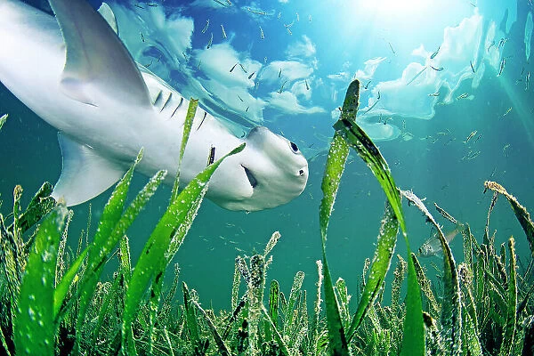 Bonnethead shark (Sphyrna tiburo) hunting amongst fish in Turtlegrass (Thalassia testudinum) seagrass bed, view from below. Bonnetheads are the first known omnivorous shark, eating seagrass and retaining its nutrients. Florida Keys, Florida, USA