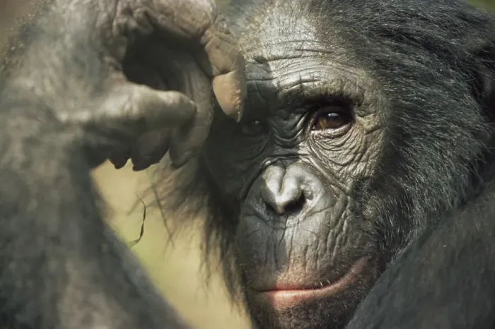 Framed Print : Bonobo {Pan paniscus} portrait, looking thoughtful. Lola Ya Bonobo Sanctuary, Kinshasa Framed Print : Bonobo {Pan paniscus} portrait, looking thoughtful. Lola Ya Bonobo Sanctuary, Kinshasa