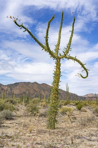Boojum tree (Fouquieria columnaris) in Sonoran Desert. Near Bahia de Los Angeles