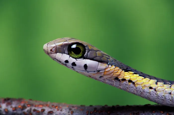 Framed Print : Boomslang (Dispholidus typus), juvenile, a dangerously venomous back-fanged snake, head portrait, South Africa. Captive Framed Print : Boomslang (Dispholidus typus), juvenile, a dangerously venomous back-fanged snake, head portrait, South Africa. Captive