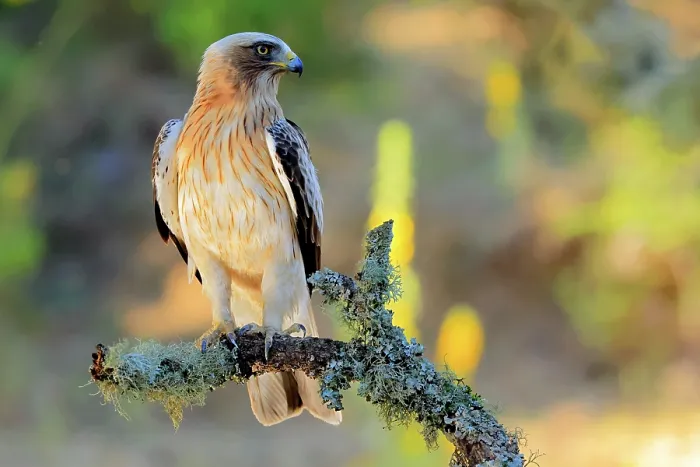 Framed Print : Booted eagle (Hieraaetus pennatus) perched on branch, Sierra de Grazalema Natural Park, southern Spain. July Framed Print : Booted eagle (Hieraaetus pennatus) perched on branch, Sierra de Grazalema Natural Park, southern Spain. July