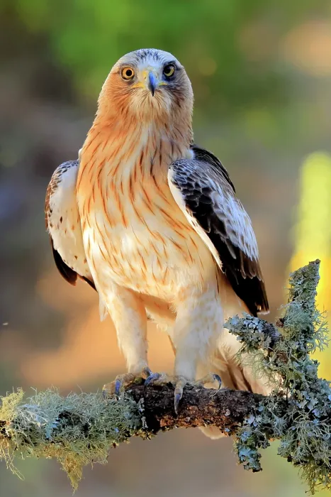 Framed Print : Booted eagle (Hieraaetus pennatus) perched on branch, Sierra de Grazalema Natural Park, southern Spain. July