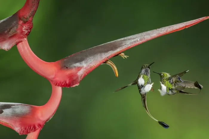Framed Print : Booted racket tail (Ocreatus underwoodii) two males fighting in flight, Mindo, Pichincha Framed Print : Booted racket tail (Ocreatus underwoodii) two males fighting in flight, Mindo, Pichincha