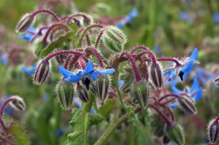 Framed Print : Borage (Borago officinalis) in flower, Arta to Capdepera, Majorca, Balearic Islands. April Framed Print : Borage (Borago officinalis) in flower, Arta to Capdepera, Majorca, Balearic Islands. April