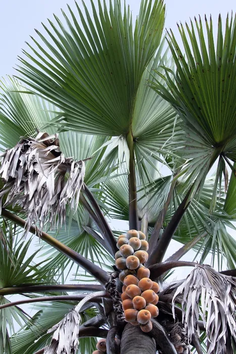 Framed Print : Borassus palm tree (Borassus aethiopum) fruits and foliage, Uganda Framed Print : Borassus palm tree (Borassus aethiopum) fruits and foliage, Uganda