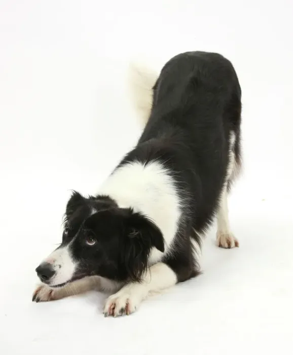 Framed Print : Border Collie bitch in play-bow