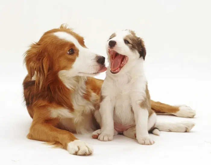 Framed Print : Border Collie with one of her puppies, 5 weeks, yawning Framed Print : Border Collie with one of her puppies, 5 weeks, yawning