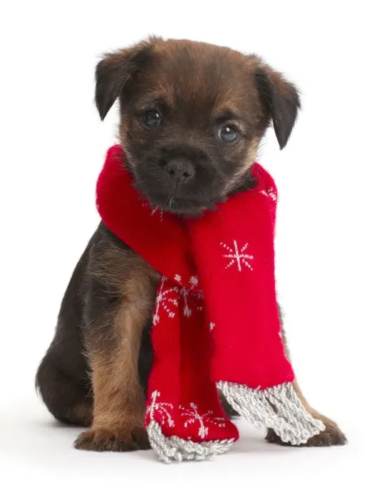 Framed Print : Border Terrier puppy, age 5 weeks, wearing red Christmas scarf Framed Print : Border Terrier puppy, age 5 weeks, wearing red Christmas scarf