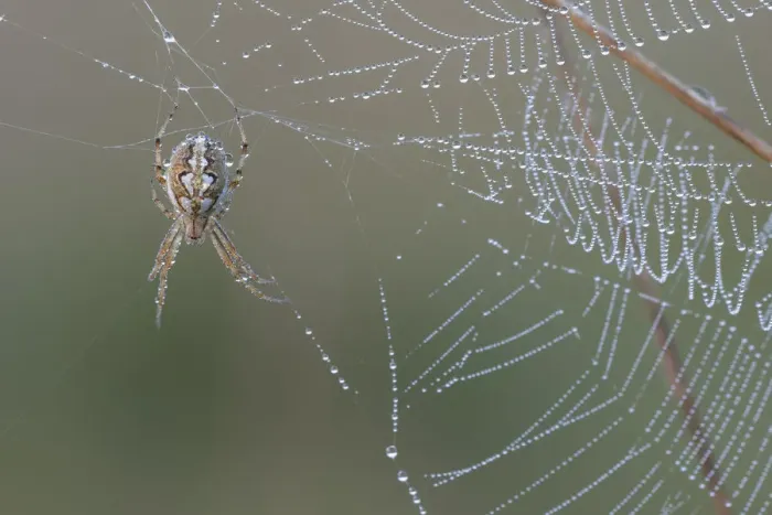 Framed Print : Bordered orb-weaver spider (Neoscona adianta) on dew covered web, Peerdsbos, Brasschaat, Belgium Framed Print : Bordered orb-weaver spider (Neoscona adianta) on dew covered web, Peerdsbos, Brasschaat, Belgium