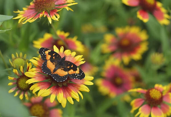 Bordered patch butterfly (Chlosyne lacinia) on Indian blanket (Gaillardia pulchella). Hill Country, Texas, USA