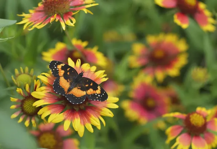 Framed Print : Bordered patch butterfly (Chlosyne lacinia) on Indian blanket (Gaillardia pulchella). Hill Country, Texas, USA Framed Print : Bordered patch butterfly (Chlosyne lacinia) on Indian blanket (Gaillardia pulchella). Hill Country, Texas, USA