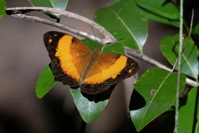 Framed Print : Bordered rustic butterfly (Cupha prosope) basking on leaf in riverine forest, Bloomfield, Queensland, Australia Framed Print : Bordered rustic butterfly (Cupha prosope) basking on leaf in riverine forest, Bloomfield, Queensland, Australia