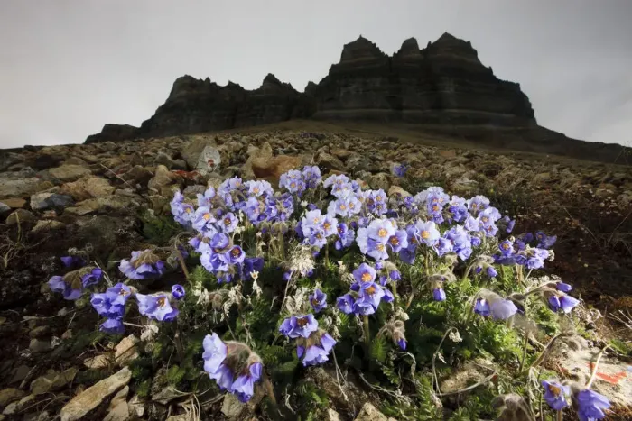 Framed Print : Boreal jacobs ladder (Polemonium boreale) flowers, Spitsbergen, Svalbard, Norway Framed Print : Boreal jacobs ladder (Polemonium boreale) flowers, Spitsbergen, Svalbard, Norway
