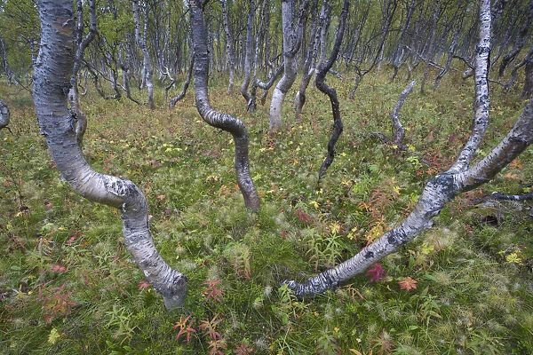 Boreal Silver birch (Betula verrucosa) forest, Sarek National Park, Laponia World Heritage Site