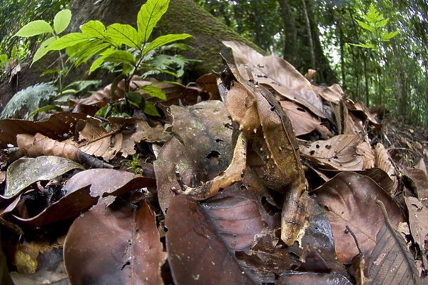 Bornean horned frog (Megophrys nasuta) amongst leaf-litter on forest floor. Danum Valley