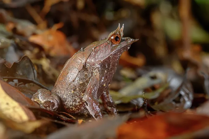 Framed Print : Bornean horned frog (Megophrys nasuta) male, resting in leaf litter on rainforest floor, Danum Valley, Sabah, Borneo Framed Print : Bornean horned frog (Megophrys nasuta) male, resting in leaf litter on rainforest floor, Danum Valley, Sabah, Borneo