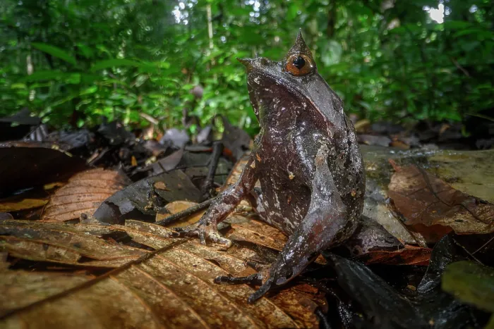 Framed Print : Bornean horned frog (Megophrys nasuta) male, resting in leaf litter on rainforest floor, Danum Valley, Sabah, Borneo Framed Print : Bornean horned frog (Megophrys nasuta) male, resting in leaf litter on rainforest floor, Danum Valley, Sabah, Borneo